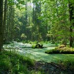 BIALOWIEZA POLAND PG TRAVEL EXPEDITIONS