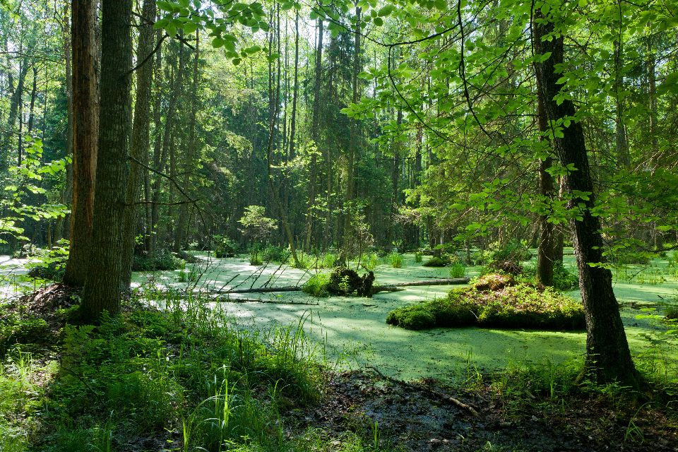 BIALOWIEZA POLAND PG TRAVEL EXPEDITIONS